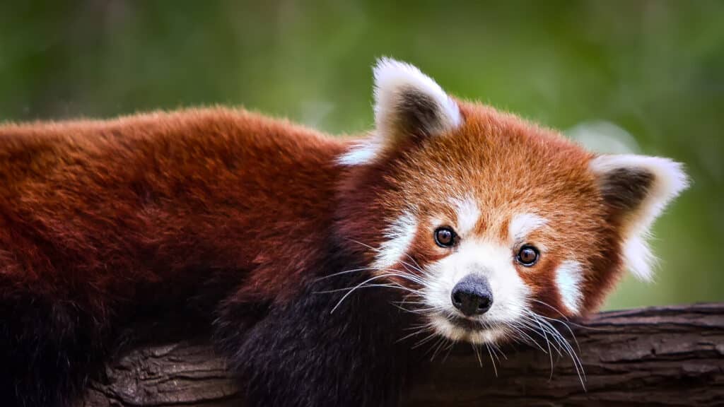 lesser panda